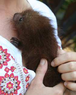 Costa Rica Animal Hospital - Baby Porcupine
