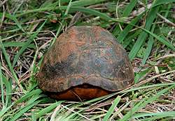 Land Turtle - black color - native to Costa Rica