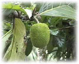 Breadfruit - a favorite fruit of many animals