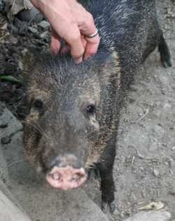 Costa Rican native wild pig - a peccary
