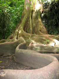 Rainforest Tree roots in the Osa Peninsula