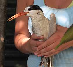 Released Animals - Royal Tern