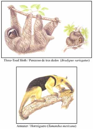 Three-Toed Sloth, compared with Anteater