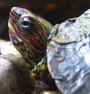 Rainforest land turtle in Costa Rica